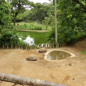 Aldabra giant tortoise exhibit - Zoo São Paulo