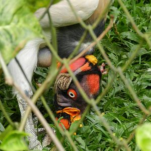 King vulture - Zoo São Paulo