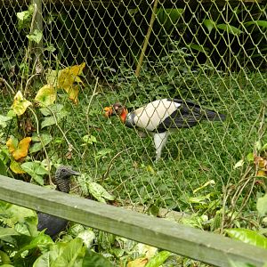 Cousins hanging out - Zoo São Paulo