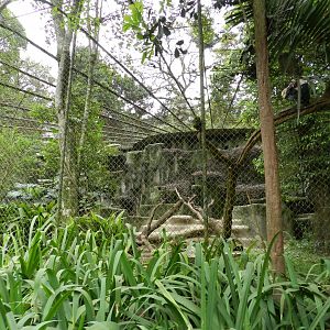 King vulture exhibit - Zoo São Paulo