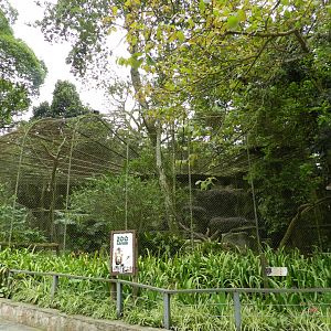 King vulture exhibit - Zoo São Paulo