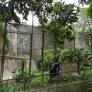 Harpy eagle exhibit