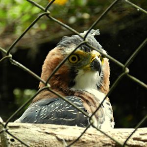 Ornate Hawk-Eagle - Zoo São Paulo