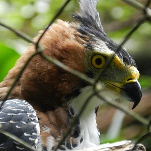 Ornate Hawk-Eagle - Zoo São Paulo