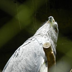 Black-chested buzard eagle - Zoo São Paulo