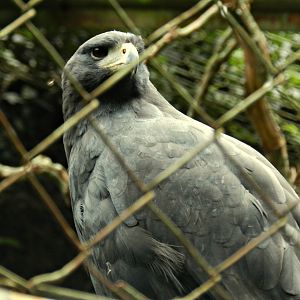 Great black hawk - Zoo São Paulo