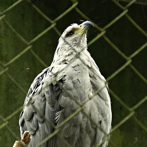 Crowned solitary-eagle - Zoo São Paulo