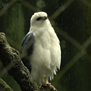 Mantled Hawk - Zoo São Paulo