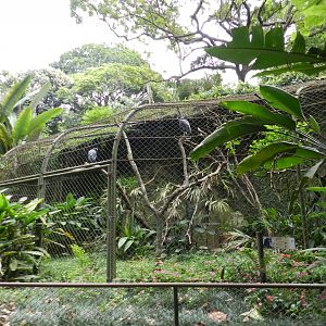 Typical birds of prey exhibit - Zoo São Paulo