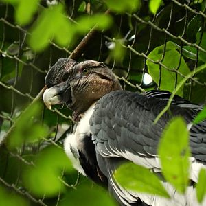 Andean condor - Zoo São Paulo