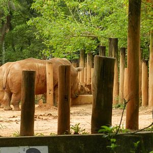 Sneak peak of the rhinos - Zoo São Paulo