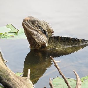 Water Dragon at Underwood Park, Queensland