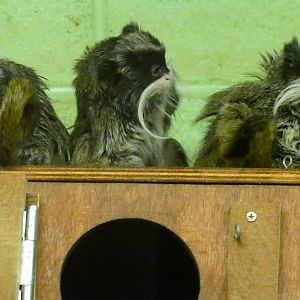 Emperor tamarins, October 2020