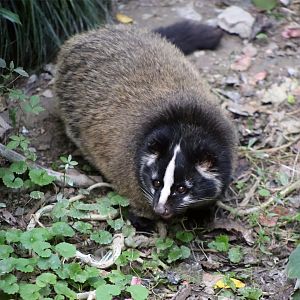 Masked Palm Civet