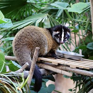 Masked Palm Civet