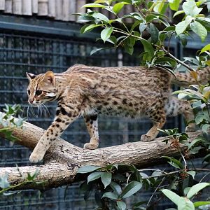 Leopard Cat
