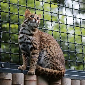 Leopard Cat
