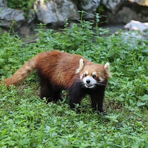 Red Panda