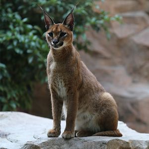 Caracal