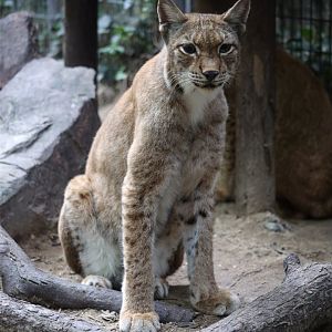 Eurasian Lynx