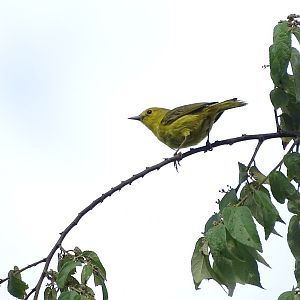 Mangrove warbler (Setophaga petechia rufivertex)