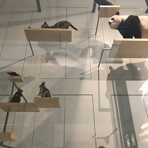 Mammal Diversity (5/5)