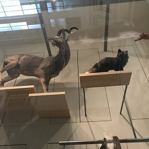 Mammal Diversity (3/5)