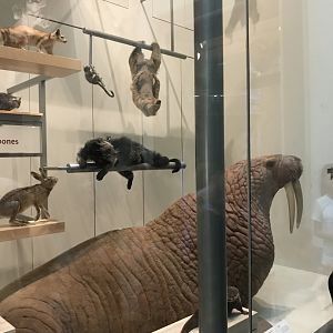 Mammal Diversity (2/5)