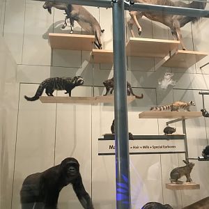 Mammal Diversity (1/5)