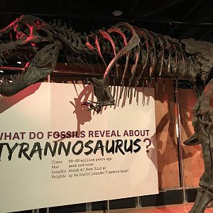 Tyrannosaurus