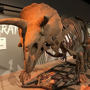 Triceratops