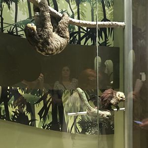 Maned three-toed sloth and Prehensile-tailed porcupine