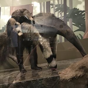 Giant anteater and young