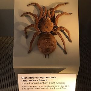 Smithsonian Castle: Giant bird-eating tarantula