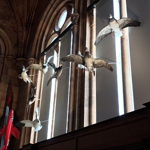 Smithsonian castle: Snow geese (white and blue morphs)