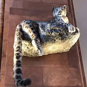 Smithsonian castle: Snow leopard