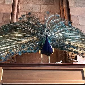 Smithsonian castle: Indian peafowl