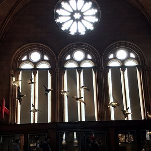 Smithsonian Castle: Snow geese and Rose Window