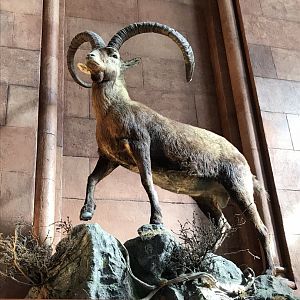 Smithsonian Castle: Ibex