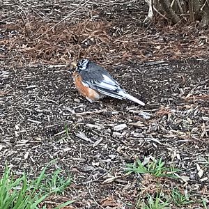 Piebald American robin in Washington, D.C.