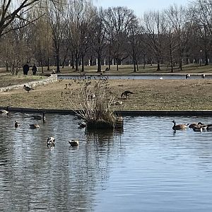 Canada geese in Washington, D.C.