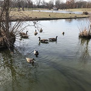 Canada geese and Mallards in Washington, D.C.