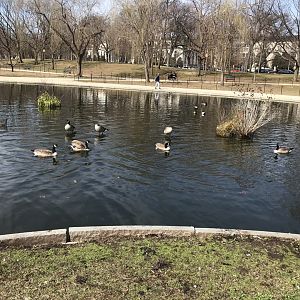 Canada geese in Washington, D.C.