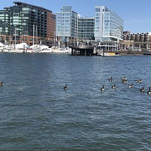 Canada geese in the Washington Channel in Washington, D.C.