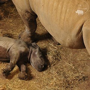 Little Baby white rhino