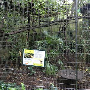 Green Acouchi enclosure