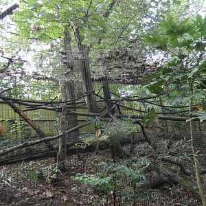 Red-ruffed Lemur enclosure (former Margay enclosure)