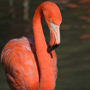 Phoenicopterus ruber