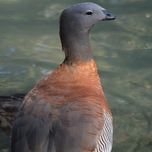 Chloephaga poliocephala (and Anas platyrhynchos)