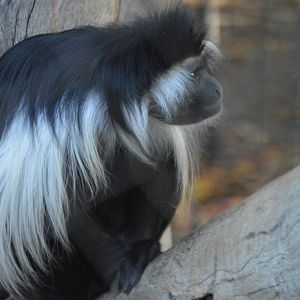 Colobus angolensis palliatus